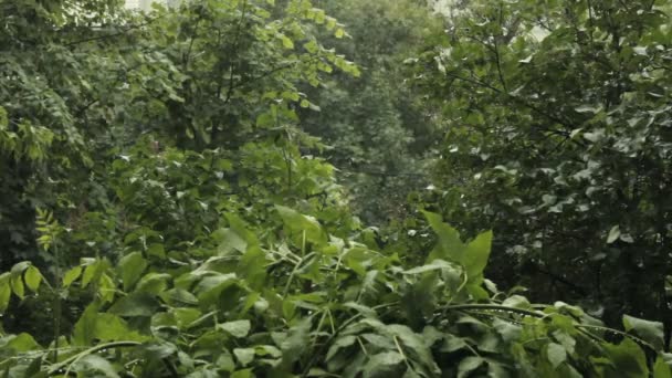 Chuva forte goteja nas folhas da árvore — Vídeo de Stock