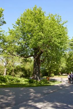 Eski meşe (Quercus robur) Berlin Hayvanat Bahçesi