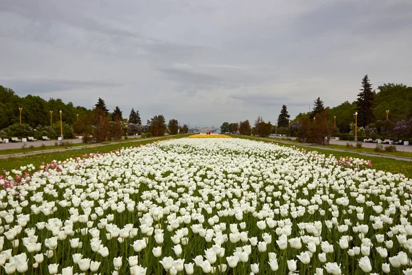 Bir sürü beyaz laleler