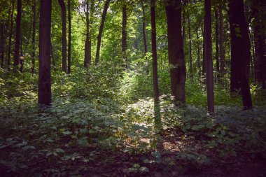 Ormanın içinde güneşli glade