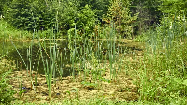 Pantano en el bosque — Foto de Stock