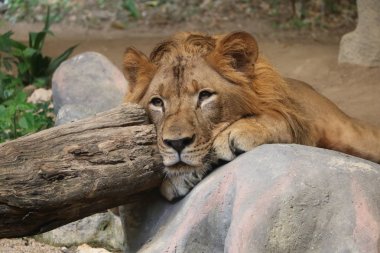 Taş, ağaç ve aslan