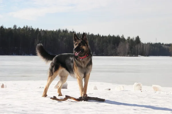 Alsatian koira jäätyneellä järvellä — kuvapankkivalokuva