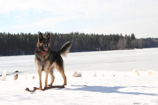 Alsatian koira jäätyneellä järvellä — kuvapankkivalokuva