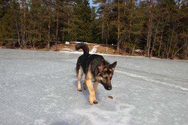 Donmuş göl üzerinde Alsatian köpek