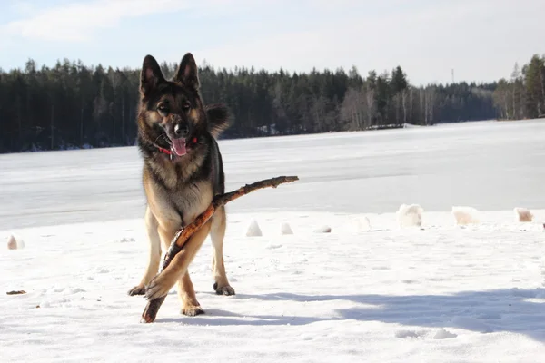 凍った湖の上アルザス犬 — ストック写真