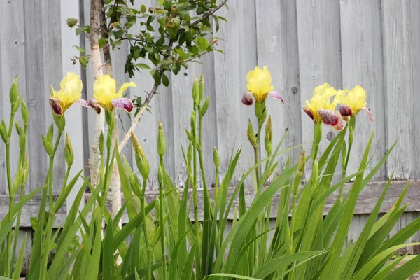 庭の菖蒲。花 — ストック写真