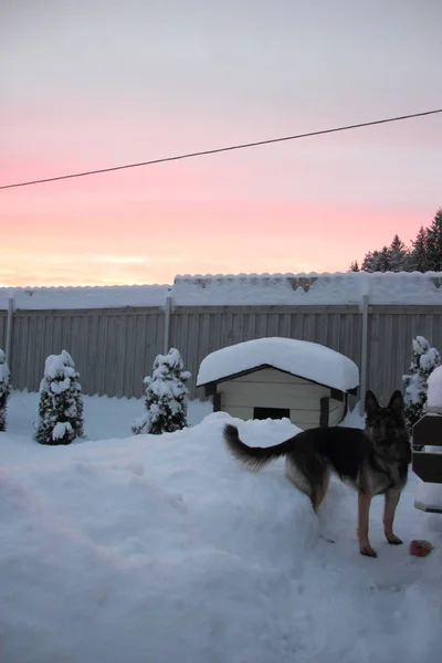 Doghouse, hund och vinter sunset. — Stockfoto