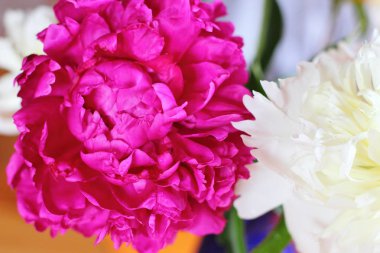 Kırmızı ve beyaz peonies