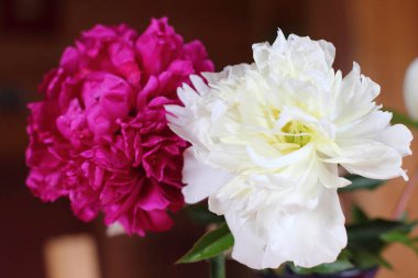Kırmızı ve beyaz peonies