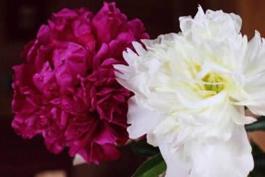Kırmızı ve beyaz peonies