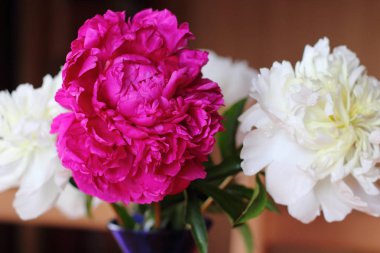 Kırmızı ve beyaz peonies