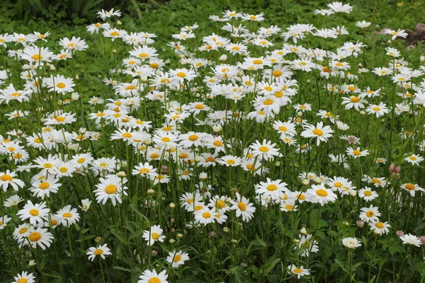 Many daisies in the garden