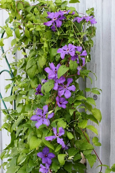 Fiore di clematide viola — Foto Stock