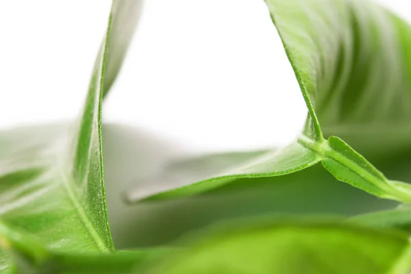 Fresh leaves with form like wings white background wallpaper