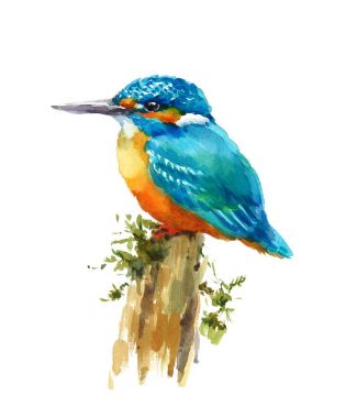 Suluboya kuş Kingfisher oturan güdük el boyalı yaban hayatı illüstrasyon izole beyaz arka plan üzerinde üzerinde
