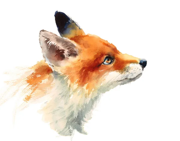 水彩野生动物红狐狸看起来侧手绘制肖像图孤立在白色背景上 — 图库照片