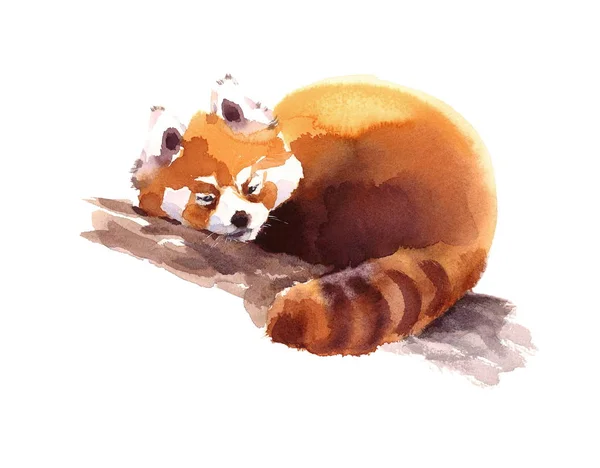 分支的手画动物插图孤立在白色背景上水彩红熊猫睡觉 — 图库照片