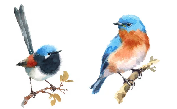요정 굴뚝 새 및 파랑 새 두 새 수채화 손으로 그린 그림 세트 흰색 배경에 고립 — 스톡 사진
