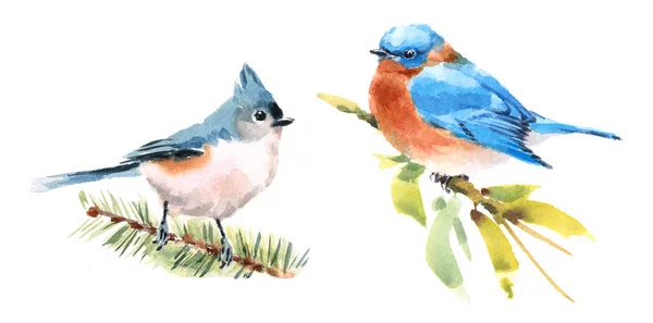 Titmouse és a Bluebird két madarak akvarell kézzel festett illusztráció elszigetelt fehér background — Stock Fotó