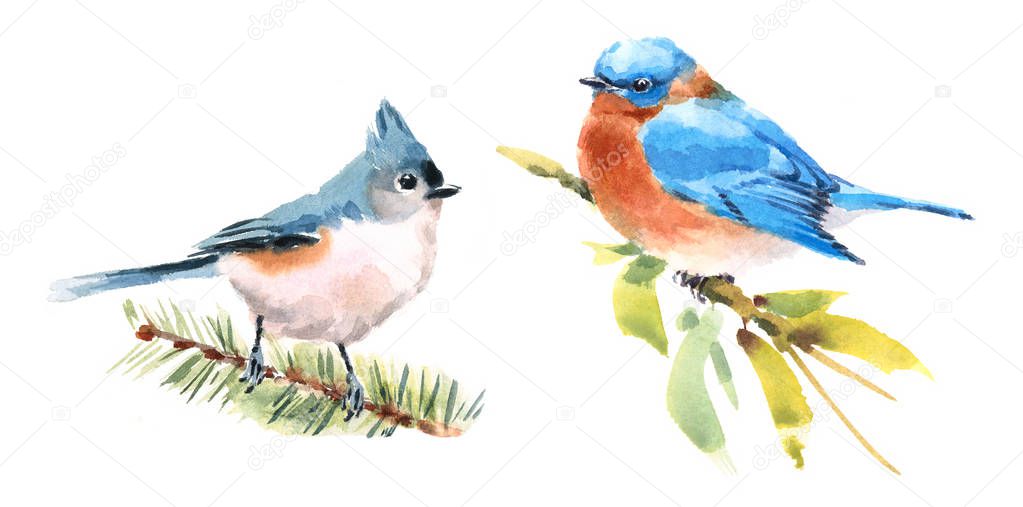 Titmouse and Bluebird Two Birds Watercolor Hand Painted Illustration Set isolated on white background