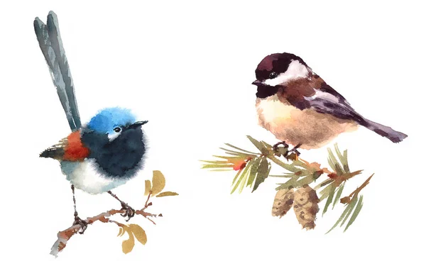 Fairy Wren och Chickadee två fåglar akvarell Hand målade Illustration ligger isolerad på vit bakgrund — Stockfoto