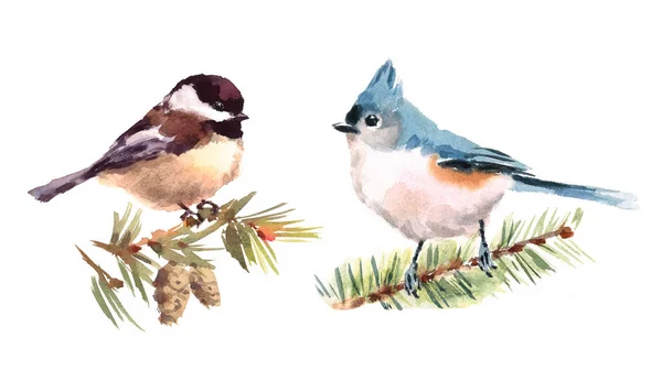 Titmouse e Chickadee Due uccelli Acquerello dipinto a mano Illustrazione Set isolato su sfondo bianco — Foto Stock