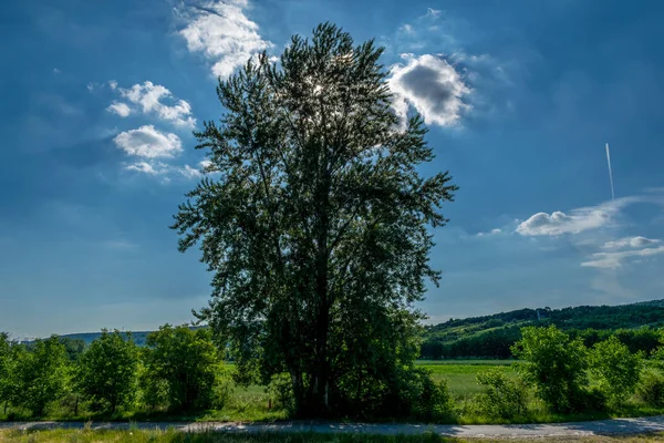 Poplar tree at dam in Male Kozmalovce, Slovakia