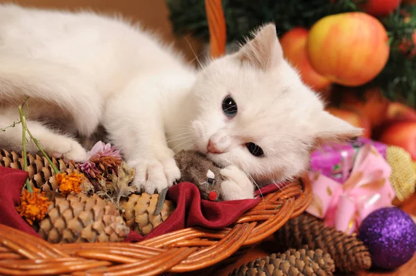 Beyaz kedi ve yeni yıl