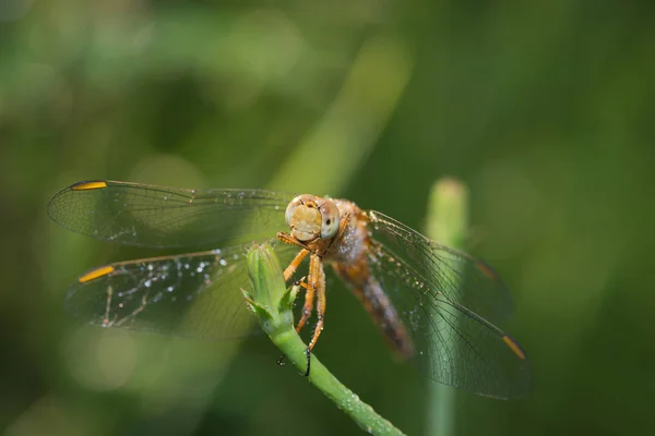 La libellule repose sur l'herbe — Photo