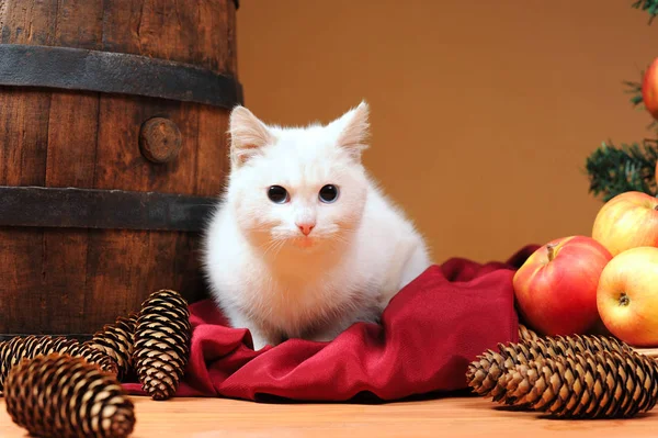 Witte Kat Speelt Met Nieuwjaarsversiering Tafel — Stockfoto