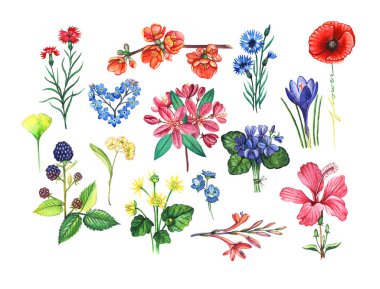 değişik çiçek ve yaprakları botanik çizimi