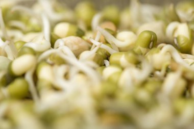 Bazı yeşil tomurcukları üzerinde odaklanmak