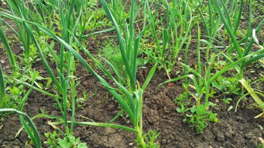 Bir bahçe taze yeşil soğan