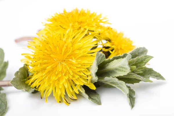 Dandelions ve nane ile güzel kompozisyon