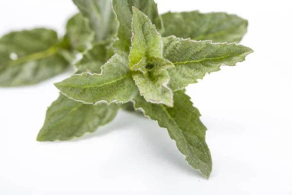 Primer plano de hojas de menta sobre un fondo blanco — Foto de Stock