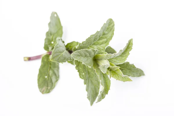 Close up of mint leaves on a white background — Stock Photo, Image