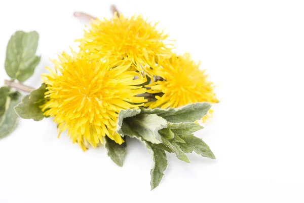 Dandelion flowers and mint leaves — Stock Photo, Image