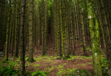Yeşil Orman ağacı