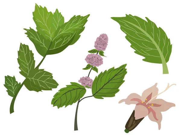 Thé vert frais printemps et feuilles de menthe ensemble et fleurs de menthe. Illustration vectorielle de la plante sur fond isolé. Eps 10 — Image vectorielle