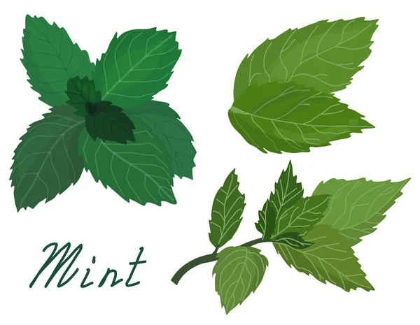 Fresh green tea spring and mint leaves set .Vector illustration of plant on isolated background. Eps 10 — 스톡 벡터