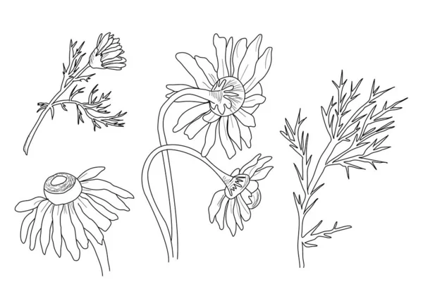 Camomila flores vetor definido no fundo branco — Vetor de Stock