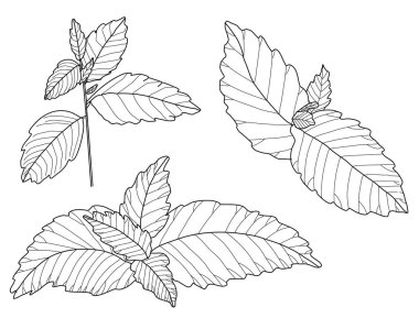 melissa or lemon balm leaves vector set