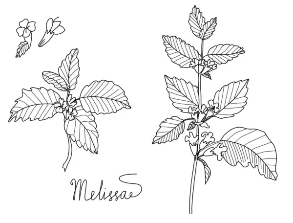 Melissa or lemon balm leaves vector set — ストックベクタ