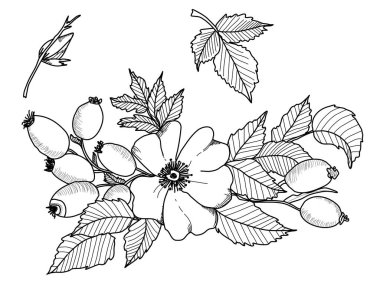 Elle çizilmiş resimler beyaz arka plan üzerinde izole yabani gül çiçek