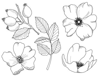 Elle çizilmiş resimler beyaz arka plan üzerinde izole yabani gül çiçek