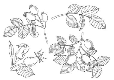Dog roses set. Vector illustration . wild rose