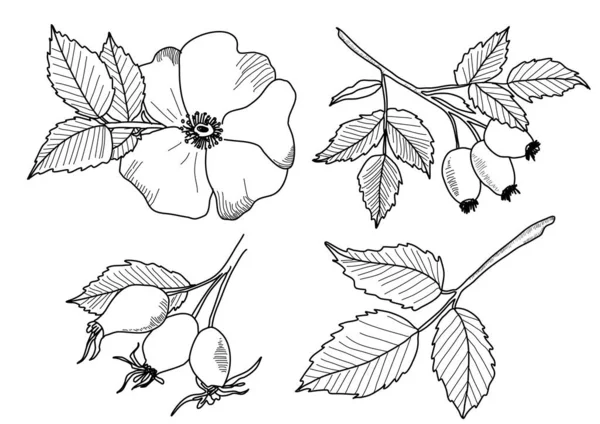 Hand drawn illustrations of wild rose flowers isolated on white background — Stock Vector