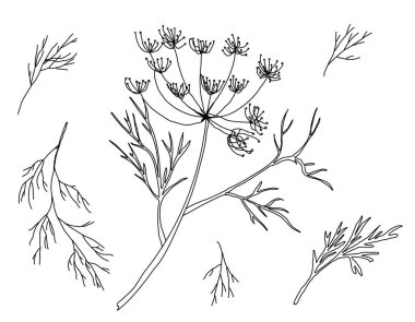Beyaz arka plan üzerinde izole dereotu kümesi. Elle çizilmiş vektör çizim, eskiz. Tasarım öğeleri.