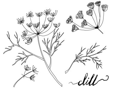 Beyaz arka plan üzerinde izole dereotu kümesi. Elle çizilmiş vektör çizim, eskiz. Tasarım öğeleri.